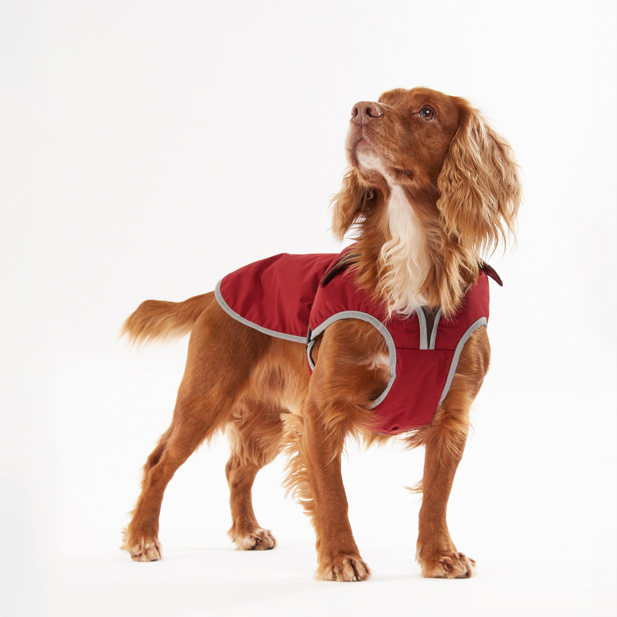 Rab best sale dog coat